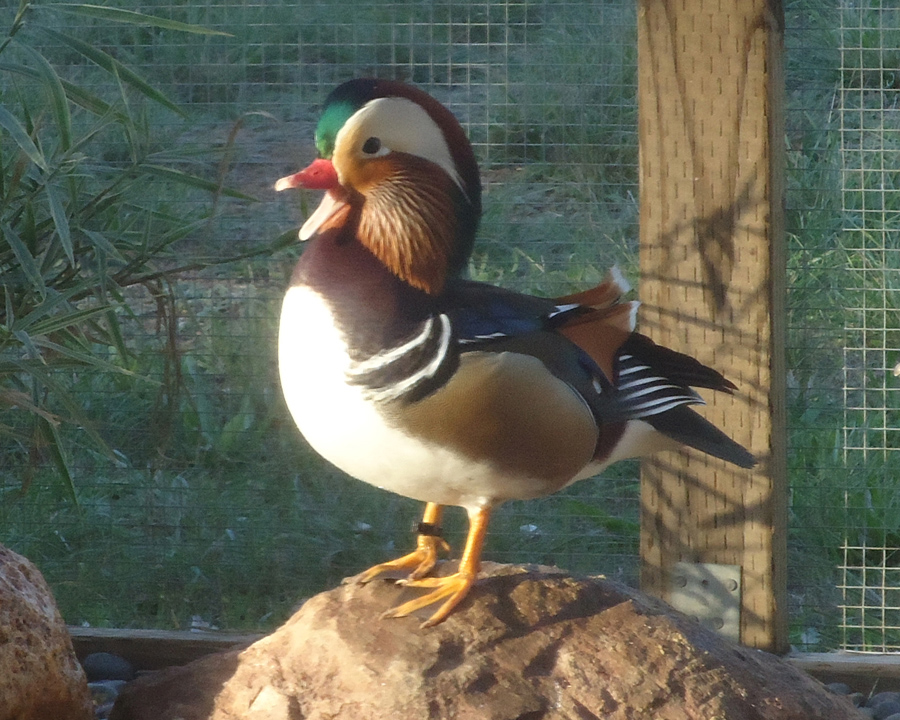 Acorn Hllow Mandarin